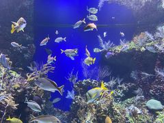 -新加坡海洋生态馆