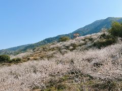 -广州市流溪河国家森林公园