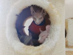 -藏猫猫咖啡主题馆(中央大道店)