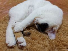 -猫猫幼稚园·撸猫·桌游·电玩