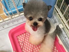 -读宠于你·约克夏比熊·睫角守宫·爬宠售卖(高新店)