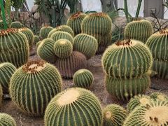 -北京植物园-展览温室