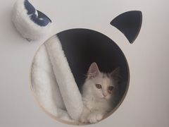 -萌兽医馆·犬猫专科·眼科中心·宠物医院(朝阳门分院)