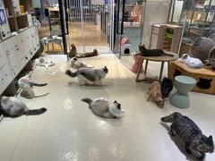 -藏猫猫咖啡主题馆(中央大道店)