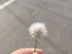 -功夫兔