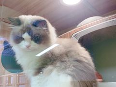 -猫十亿·布偶金渐层·曼基康矮脚猫舍(青年路店)