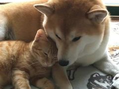 -爪爪喵星球·猫舍(前海卓越店)