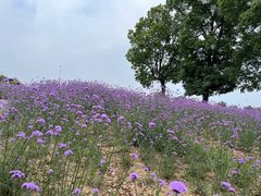 -西京湾花海