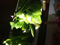 -滇釜火锅·能喝汤的火锅(车公庄店)