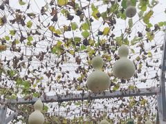 -姥家大锅台水库渔家