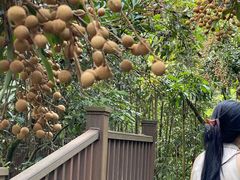 -张坝桂圆林公园