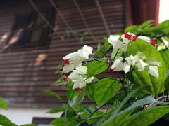 -清迈女子监狱马杀鸡(无分店)