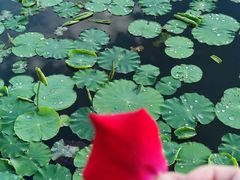 -莲花池公园