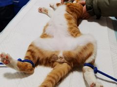 -灵美宠物诊所