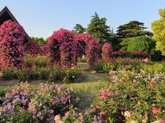 -上海滨江森林公园