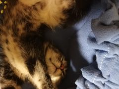 -平行世界·猫咖(首经贸店)