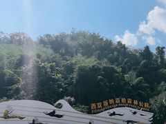 -西双版纳原始森林公园