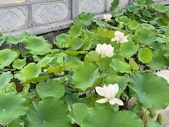 -木塔寺遗址生态公园