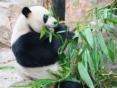 -广州长隆野生动物世界
