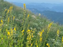 -白草畔自然风景区