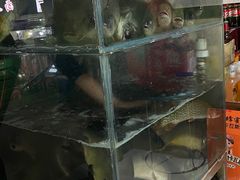 -煲来饱去冷水鱼