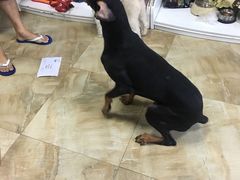 -宠爱有家宠物店(环镇北路店)