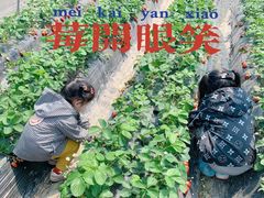 -小鱼草莓采摘园农家乐·小鱼餐厅