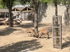 -石家庄市动物园