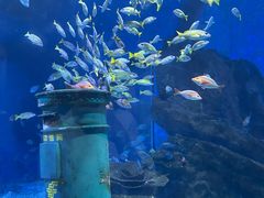 -海合安武汉极地海洋公园