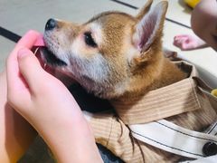 -逗柴咖啡屋·狗咖猫咖宠物桌游