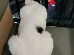 -喵园·猫主题咖啡厅·撸猫·猫咖(国贸店)