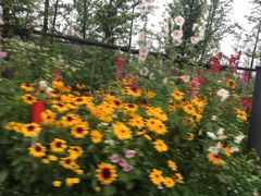 -田园东方蜜桃村的田野营地