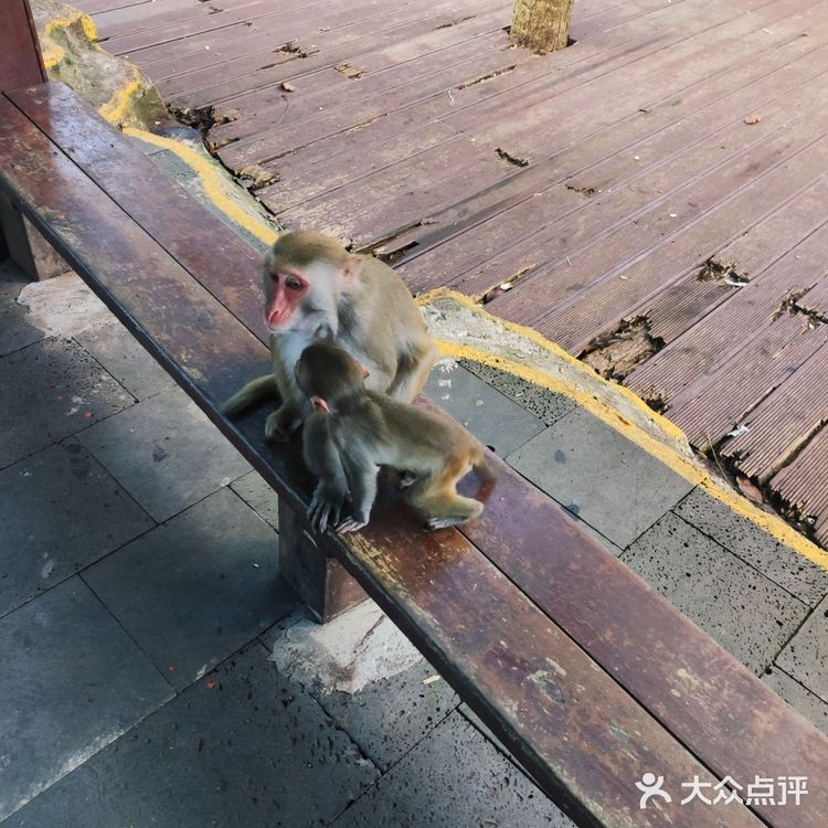 猴岛，万宁市陵水黎族自治县