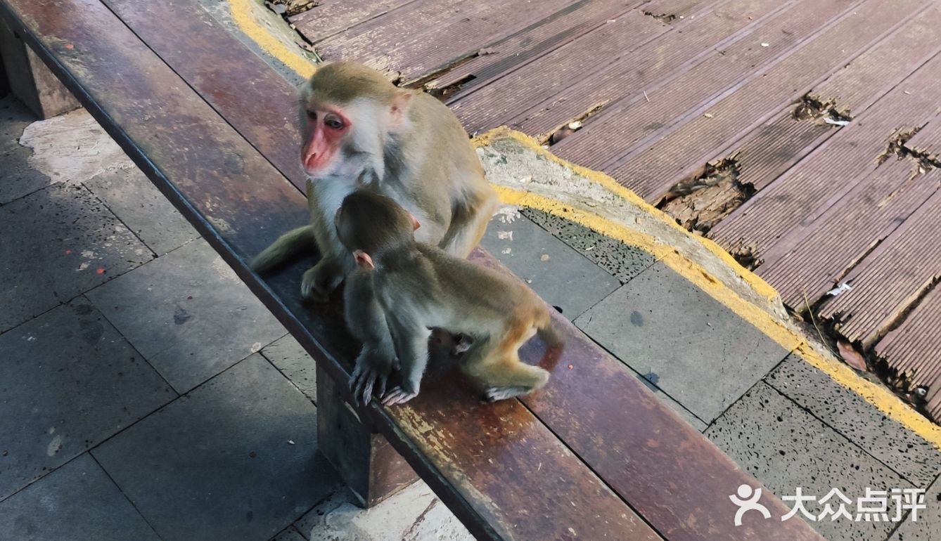 猴岛，万宁市陵水黎族自治县