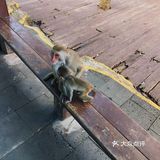 猴岛，万宁市陵水黎族自治县