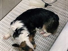 -北京观赏动物医院·24小时大型综合·猫专科·异宠专科