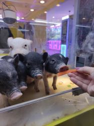 -神奇动物撸宠馆·羊驼·小浣熊·异宠(豫园店)