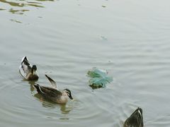 -海珠湖公园