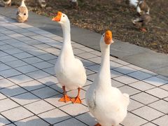-小杨生煎(松江大学城店)