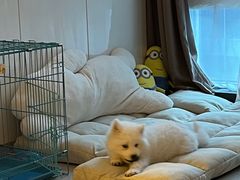 -翊宠yipet猫狗购宠庄园犬舍•猫舍