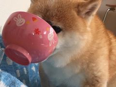 -罗莎蛋糕(南门口店)