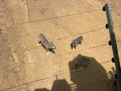 -鄂尔多斯野生动物园