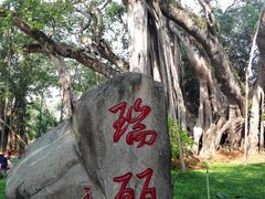 -瑞丽独树成林风景区