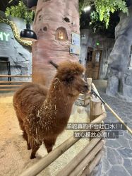 -Zoolung Zoolung动物主题公园(海信广场店)