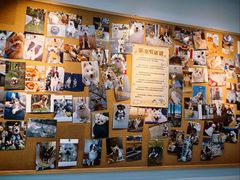 -翊宠yipet猫狗购宠庄园犬舍•猫舍