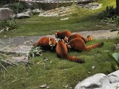 -上海野生动物园