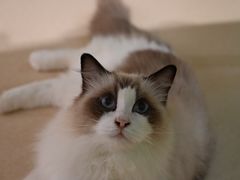 -猫在这儿猫咪咖啡馆·撸猫馆