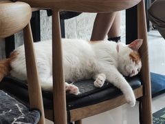 -平行世界·猫咖(首经贸店)