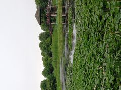 -荷塘月色湿地公园·向阳花洲