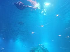 -海棠湾洲际-涛·海底餐厅·美人鱼·自助餐·海底隧道